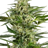 CITRUS FUEL AUTOFLOWERING SEEDS - Image 2