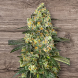 BIG BERRY BLISS FIRMINIZED SEEDS - Image 3