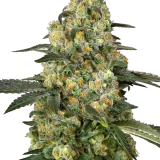 BIG BERRY BLISS FIRMINIZED SEEDS - Image 5