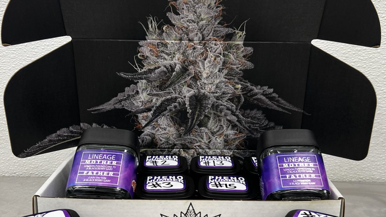 POWER X SERGE CANNABIS