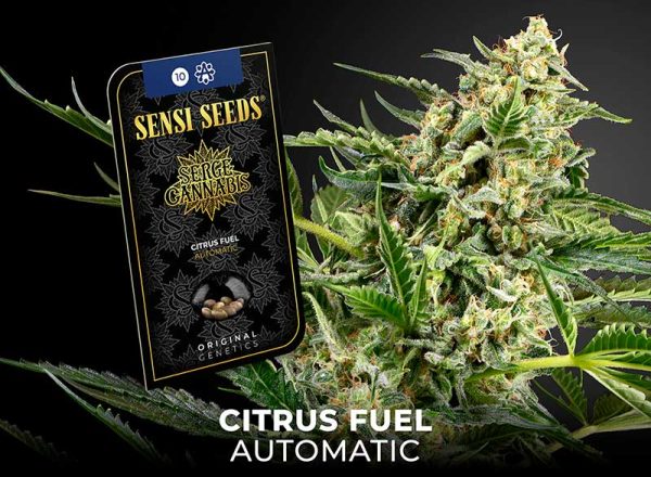 CITRUS FUEL AUTOFLOWERING SEEDS