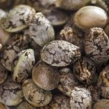 SERGE CANNABIS CHURCH x Zyrup SEEDS - Image 2